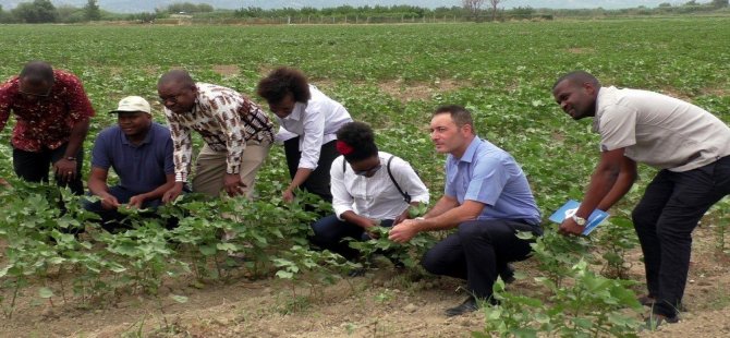 Türk Pamuğu Mozambik’te De Yetişecek