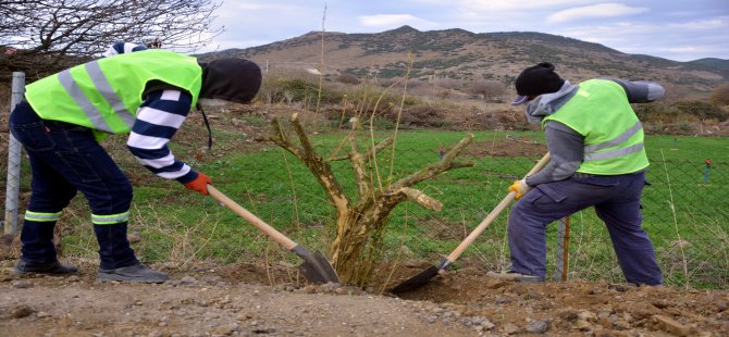 Aliağa Belediyesi’nden Çıtak Mahallesi’ne 600 Nar Ağacı