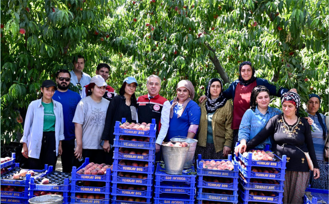 İzmir’den Dünyaya Şeftali