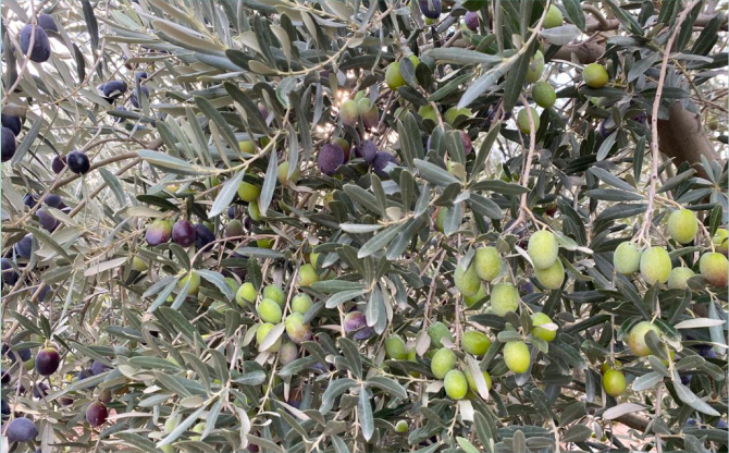 Sofralık zeytin ihracatı 200 milyon dolara koşuyor