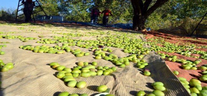 Zeytin Ve Zeytinyağı Ortadoğu Sofralarını Süslüyor