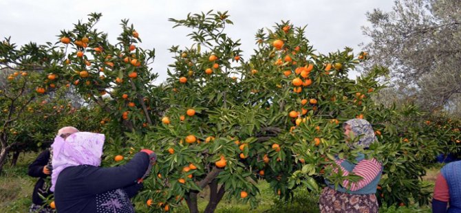 İzmir’de Zam Şampiyonu Mandalina