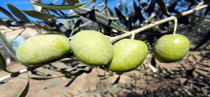 Gündemde “Zeytin” Var