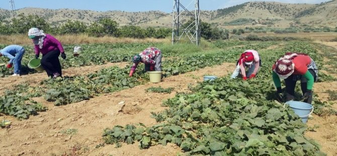 Organik Ürün Pazar Büyüklüğü 90 Milyar Dolara Ulaştı…