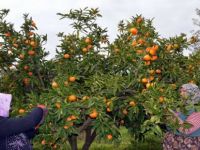 İzmir’de Zam Şampiyonu Mandalina