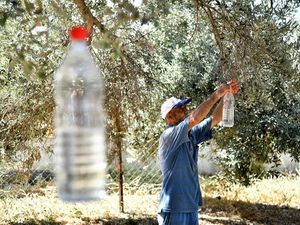 50 Bin Zeytin Ağacı Böyle Kurtuldu